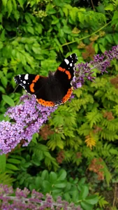 Kinky_Butterfly Public Foto 4