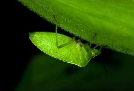 hadeszeuss2 insectos - insects รูป  7