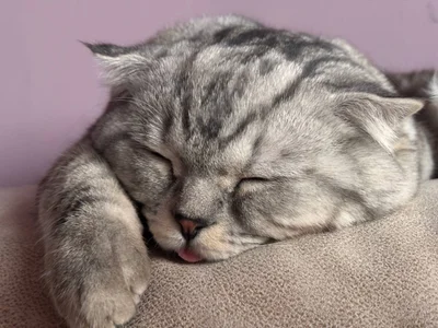 gRey junior 🐱 de ReiYosimoto Foto 9