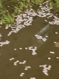 riri_nyaonのPublicの 7枚の写真