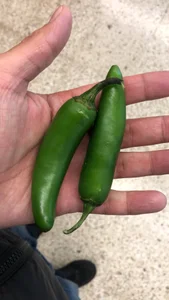 Jonpideme Tastes slika