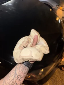 Cubanzuela Public Foto