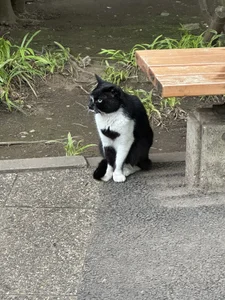 C-4bomb Public Immagine  4