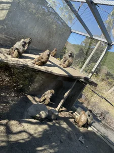 TsukasaSakai Public 圖片 5