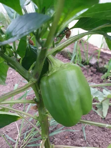 greatfruit_ Public Pic