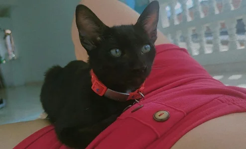 chunn_liioo kullanıcısının MEET MY PET albümü -  3 fotoğraf