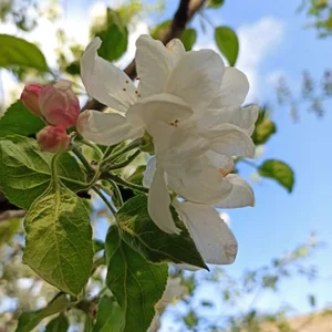 LovelyHelena My garden Pic