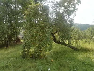 ExquisiteMature Blessings of a mystical tree Poză 3