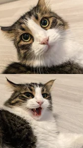 Cute cat, his name is Bernard☺️ de baby_sweet_girl_ Foto 2