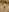 Im Bikini im Wald