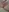 „Close-up" Lilly Pussy inside