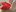 RED BUNNY
