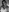 I'm in black and white lens