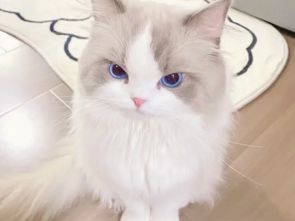 shutiaoxiaomao8's Offline XXX Chat