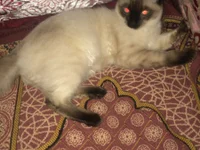 SOLAXXX1's webcam live show