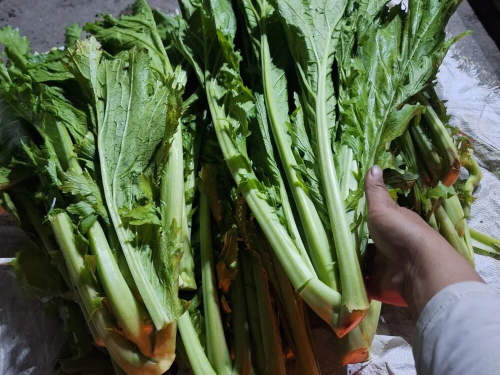 Phoena-a Offline XXX-Chat