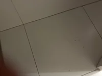 Ledinha