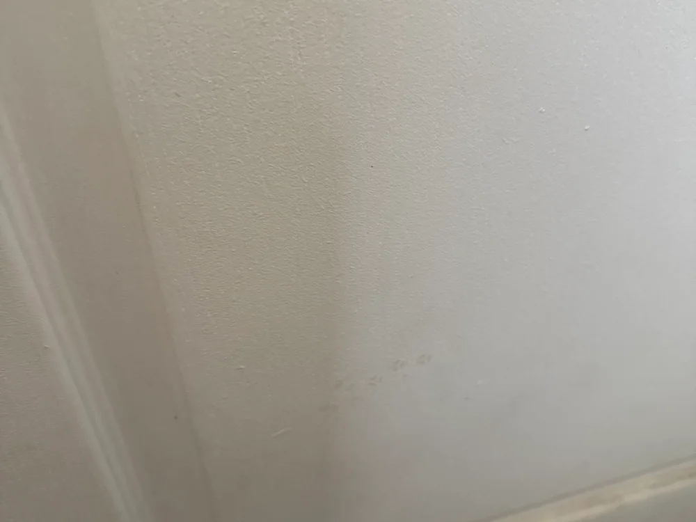 AnnoyedAnnual cam model