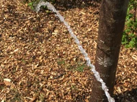 SilentTemptation live cam profile - MySuperHot