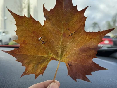 reyreyreyreyreyreyrey