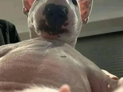 Combolicious profile