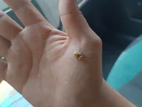Skrolex