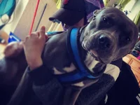 Doggy-Bobby's webcam live show