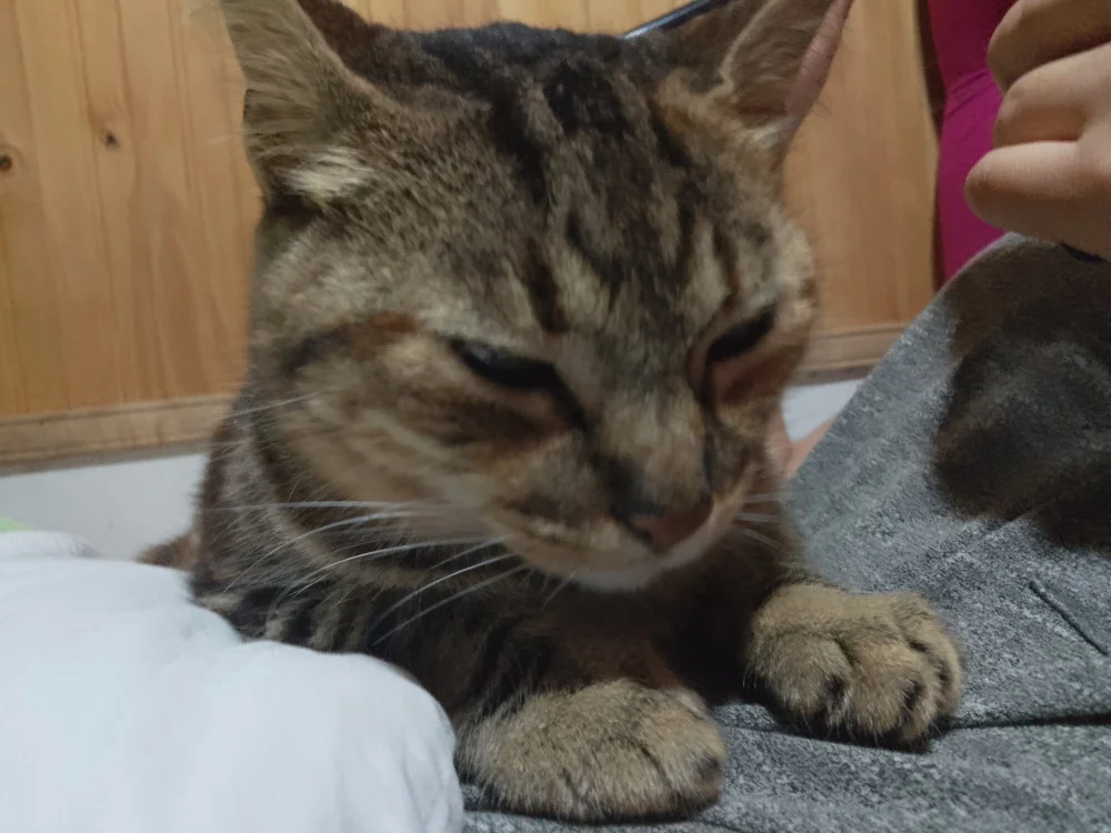 ห้องแชทออฟไลน์ของ Javidelic