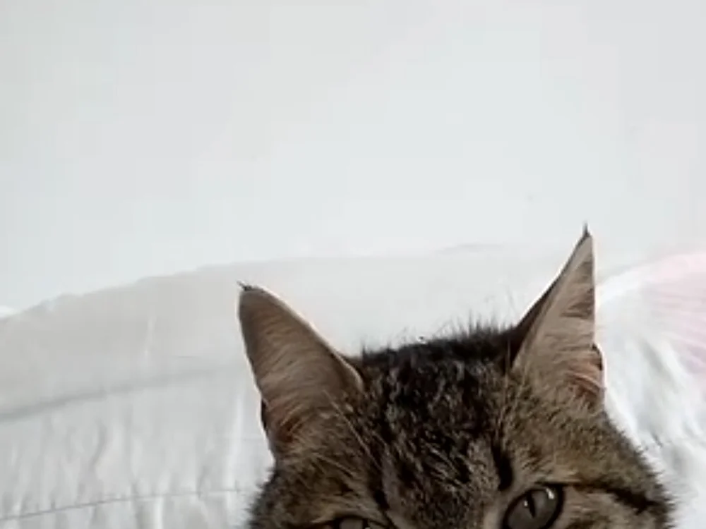 Czat XXX offline – Maddigold27