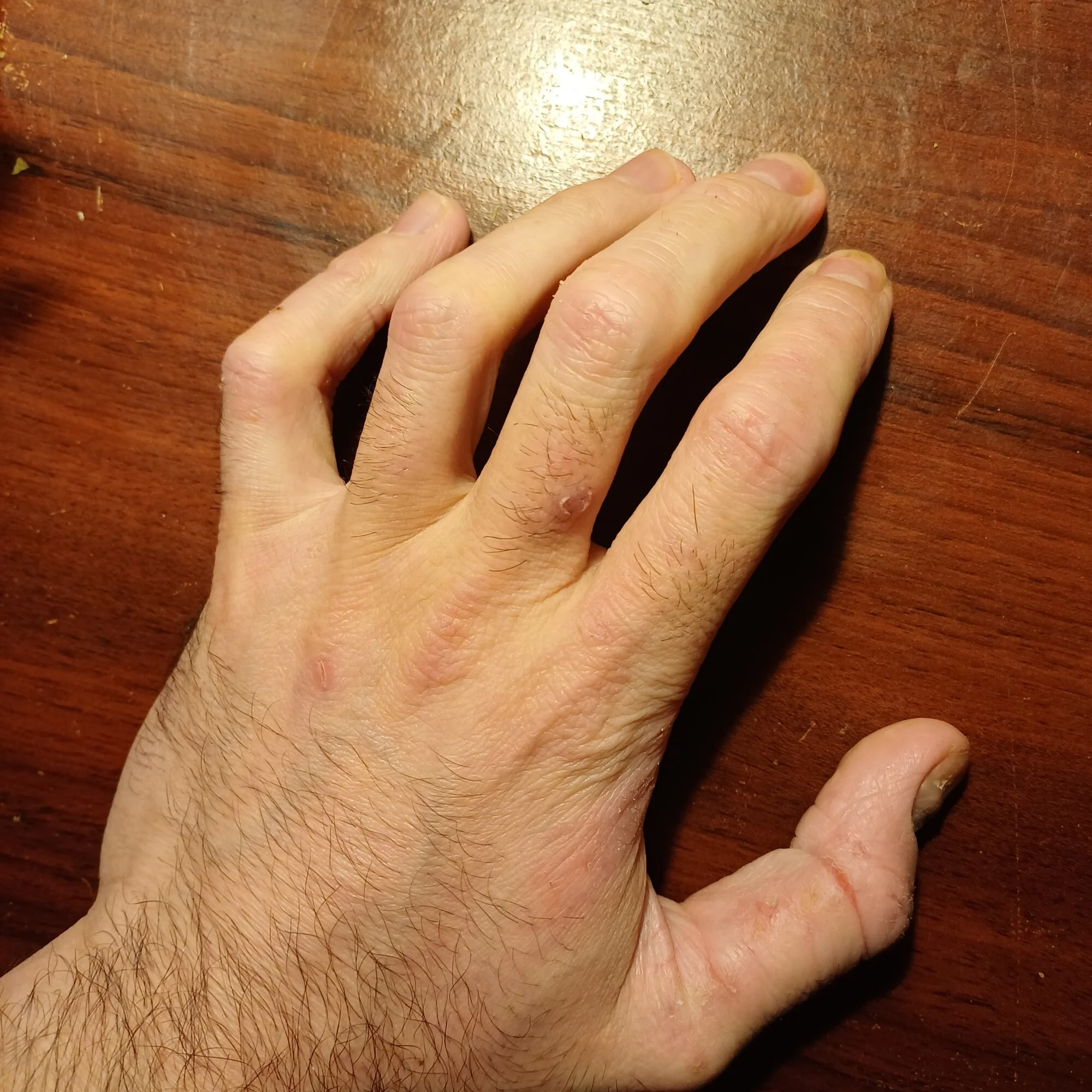 ellattinno1