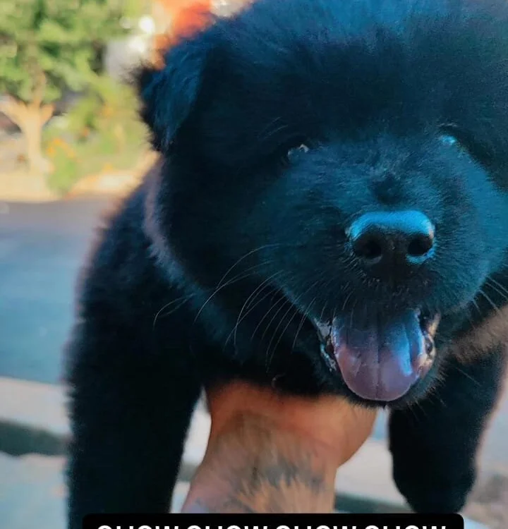 tezao01 offline XXX-chat