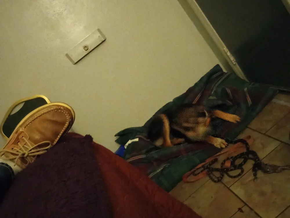 Eatingblackpussy offline XXX-chatje