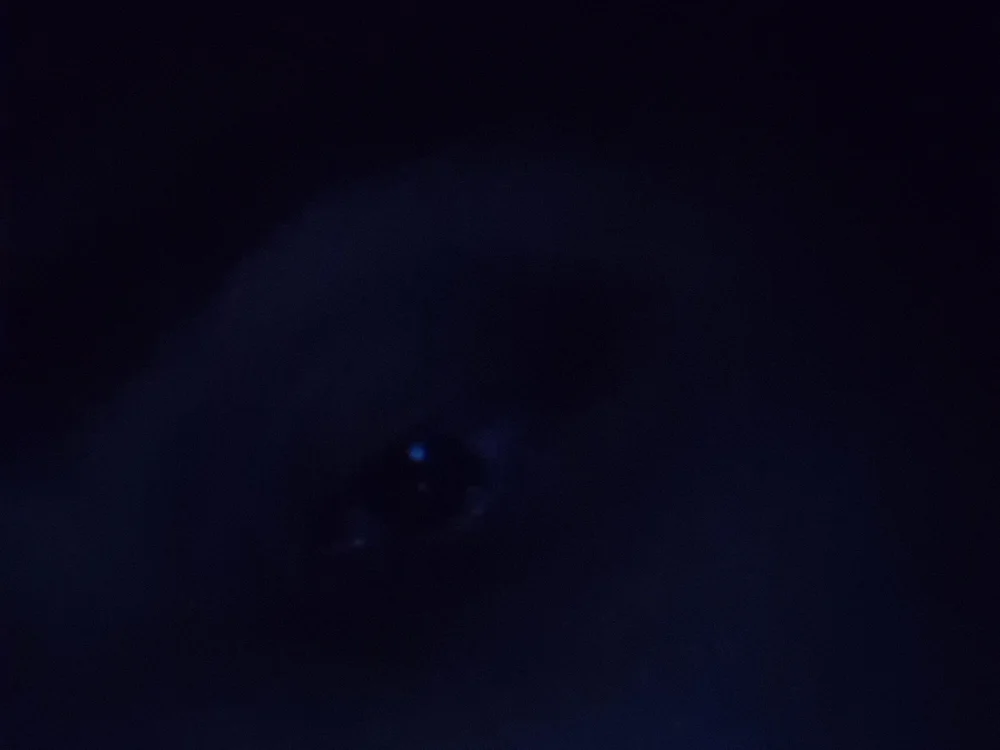 Besiki22 Chat XXX Ngoại tuyến