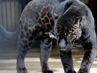 Smiley4skin22's webcam live show