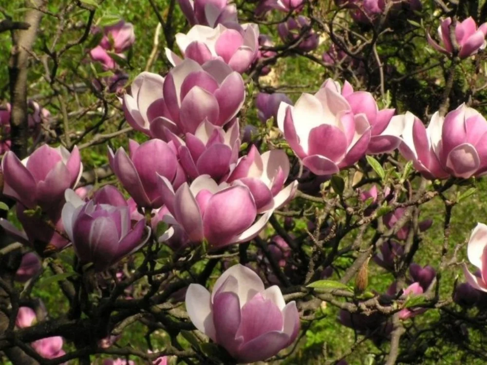 april_blossom offline chatrum