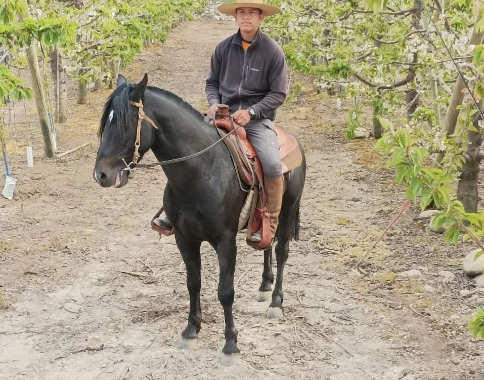 Офлайн-чат XXX Felix_Thunder