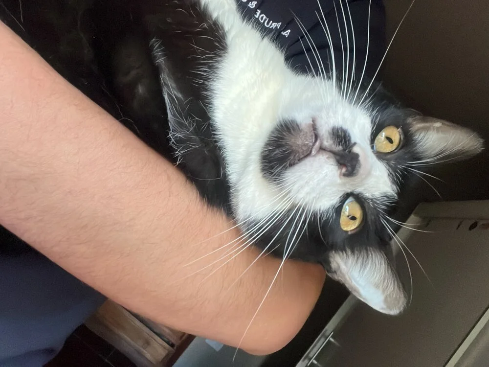 cazadornocturno1997n Offline XXX chat