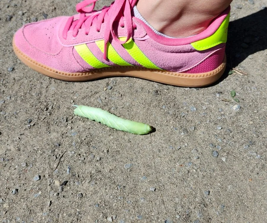 JFlashes Offline XXX-chat