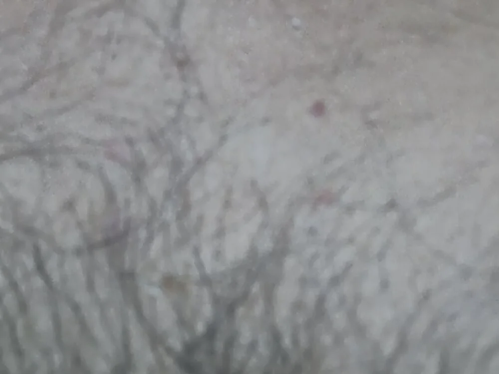 Browndk offline XXX-chat