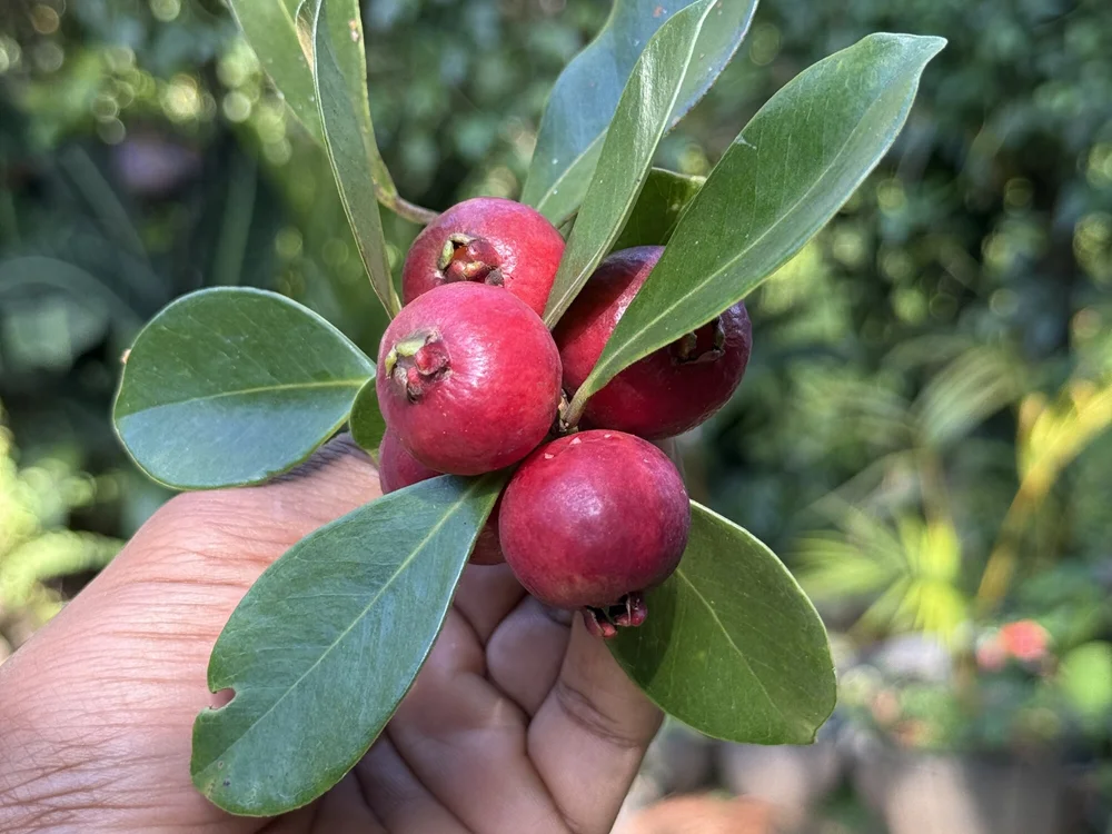 Chat XXX offline de hashan7172