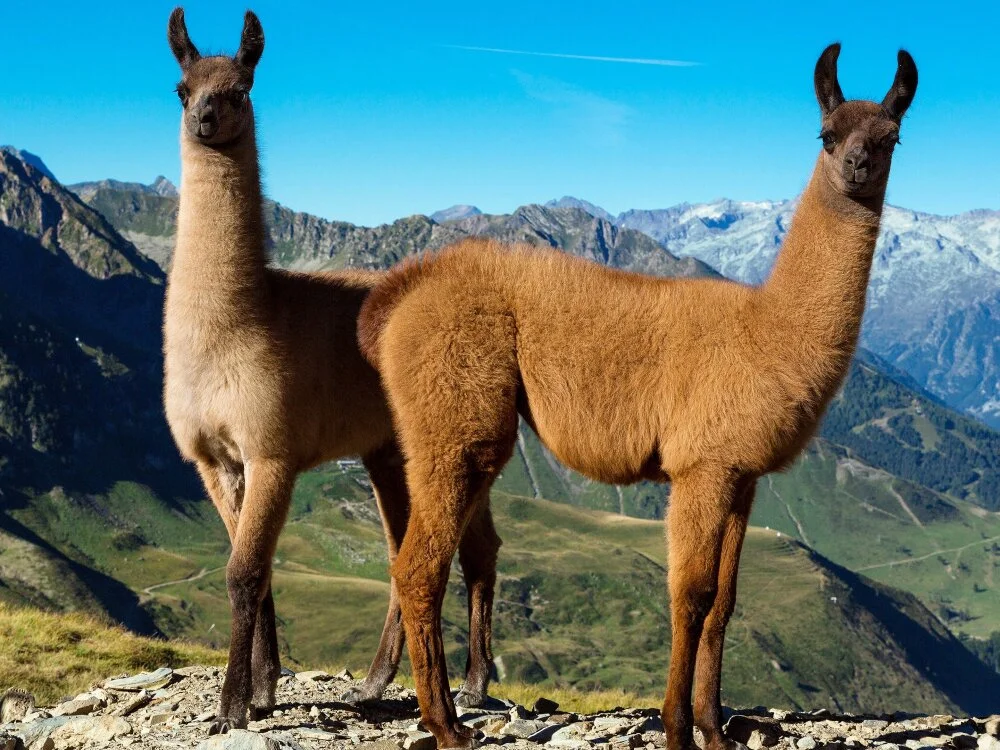 leasuiresex Offline XXX-chat