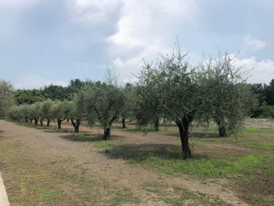 Brandonn1989amateur profile