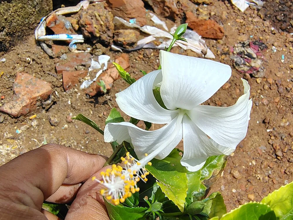 Totopaira Offline XXX-Chat