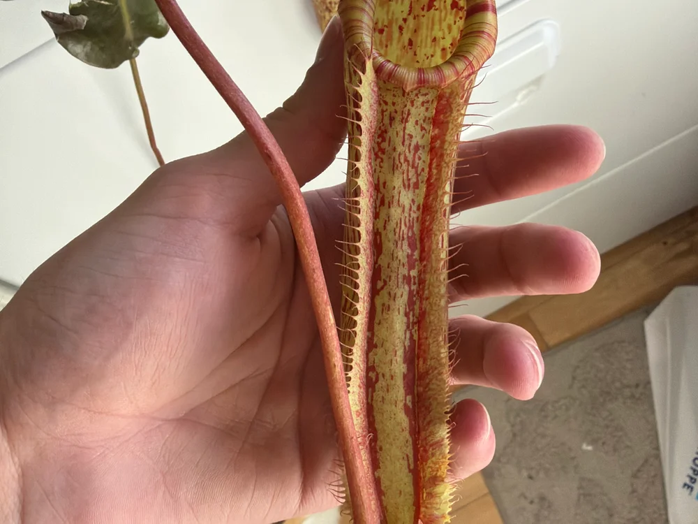 UStwink Offline XXX Chat