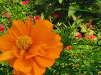 Navya000 webcam model