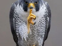 biggusdickuscummus