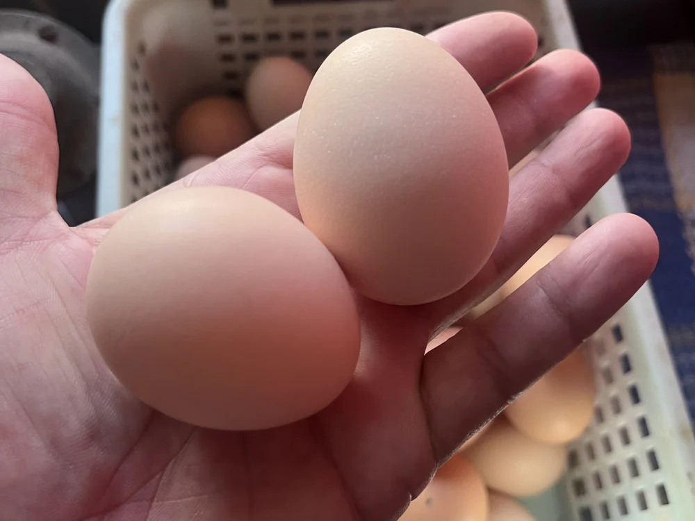 Offline XXX chat modela Mahrovmaxim