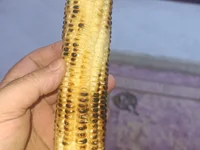 mohsensalh