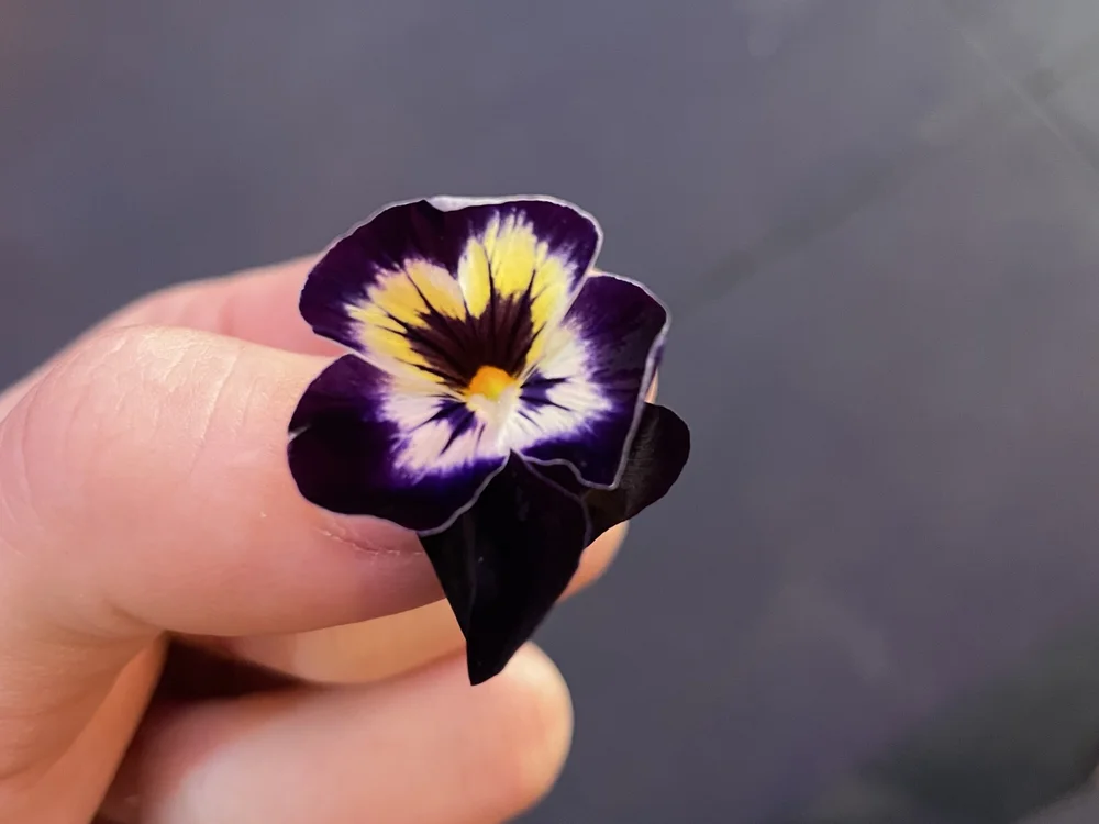 alexiiiiiiioo Chat XXX offline