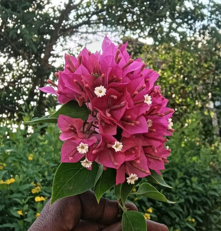 BIG_BLACK_12 Offline XXX-chat